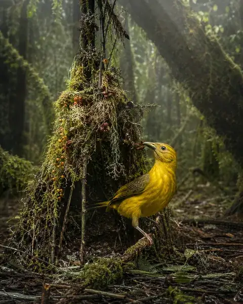 Le Jardinier Ardent — Prionodura newtoniana